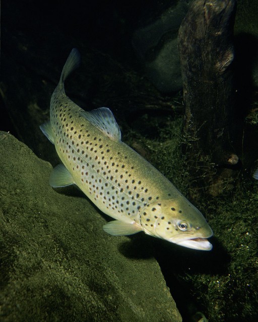 Imagen: Eric Engbretson para el U.S. Fish and Wildlife Service