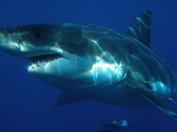 Foto: Sharkdiver68 (Wikimedia Commons)