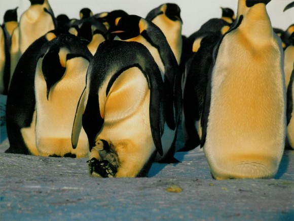 Pingüinos emperadores alimentando a los pollos (foto: Eva Kröcher; Wikimedia Commons)
