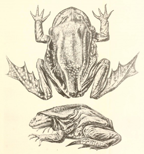 Ilustración de Samuel Garman (1876), tomada de: Exploration of Lake Titicaca by Alexander Agassiz and S. W. Garman. I. Fishes and Reptiles. Bulletin of the Museum of Comparative Zoology, vol. 3, n. 11, p. 273-279