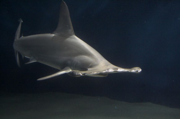 Tiburón martillo, un bonito elasmobranquio. (Imagen: Wikipedia)