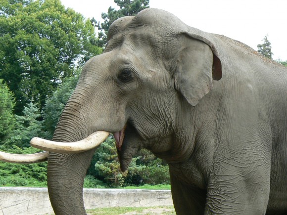 Elephas maximus (en el Zoo de Hamburgo) (Fuente: Wikipedia; créditos: Lady of hats)