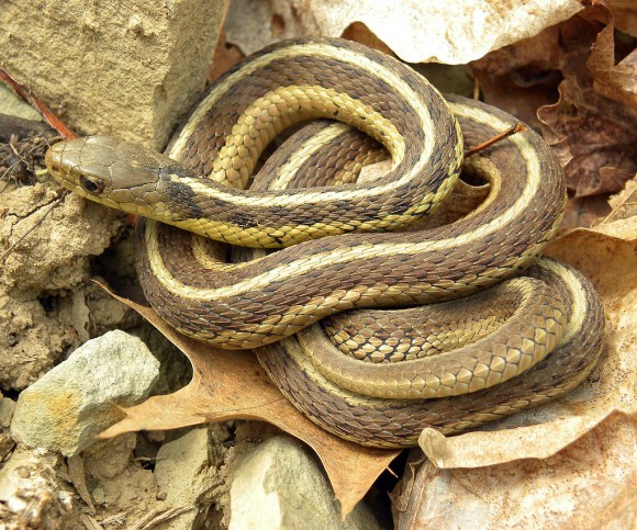 1024px-Thamnophis_sirtalis_sirtalis_Wooster