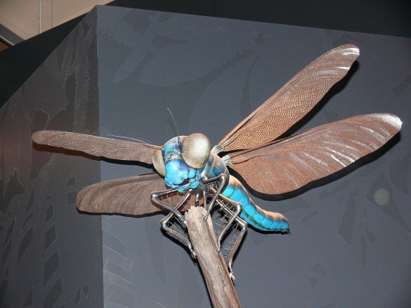 Modelo de Meganeura, uno de esos insectos gigantes carboníferos en el Museo de Hª Natural de Berlín (foto de Gunnar Ries Amphibol en Wikipedia)