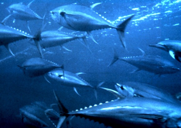 Tunnus albacares (Imagen: OAR/National Undersea Research Program (NURP)) 