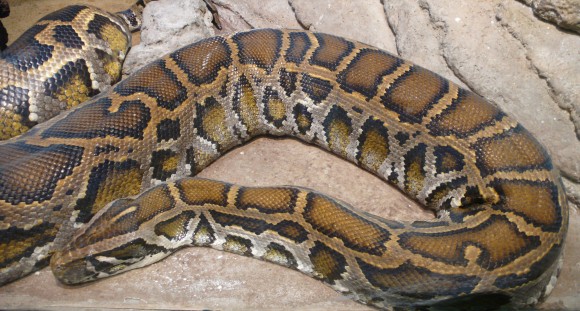 Python molurus (Imagen: Tim Vickers; Wikipedia)