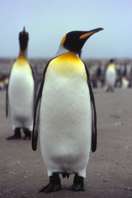El balanceo de los pingüinos