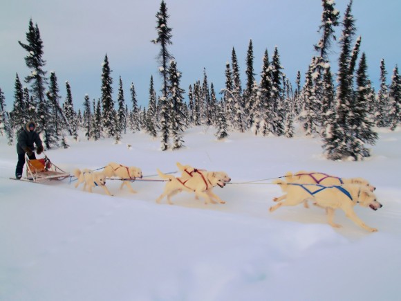 Huskies blancos en Canadá (imagen: Martin Male, Wikipedia)