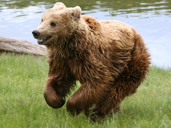 Ursus arctos arctos (oso pardo). Crédito: I. Malene, Wikipedia)