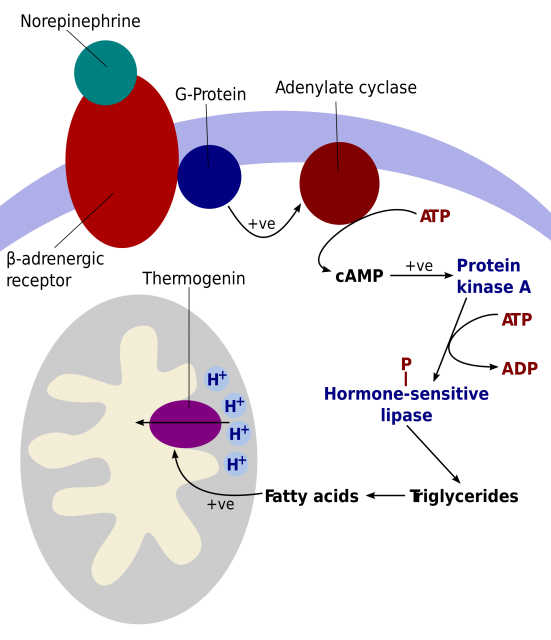La termogenina desacopla el movimiento de protones a favor de gradiente de la síntesis de ATP; de esa forma, la energía liberada en el proceso no se almacena en forma de enlaces químicos (los de la molécula de adenosina trifosfato), sino que se disipa en forma de calor. 