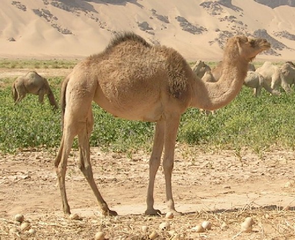 El legendario depósito de agua de los camellos