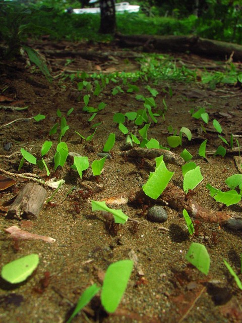 Hormigas trabajadoras de la especie Atta colombica transportan trozos de hojas (Imagen: Bandwagonman, en Wikipedia)