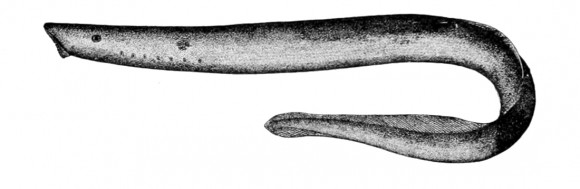 La enigmática promiscuidad de las lampreas hembra